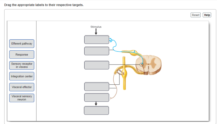 Solved Drag the appropriate labels to their respective | Chegg.com