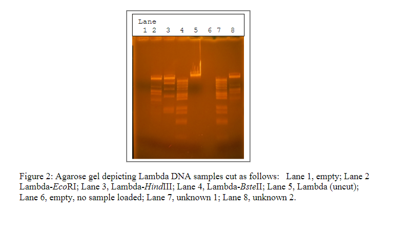 Solved 1. A. What Are Restriction Enzymes? B. What Type Of | Chegg.com