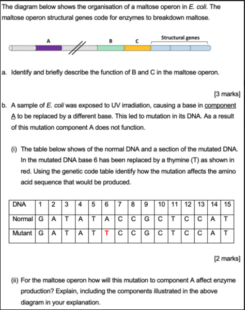 Solved The Diagram Below Shows The Organisation Of A Maltose 