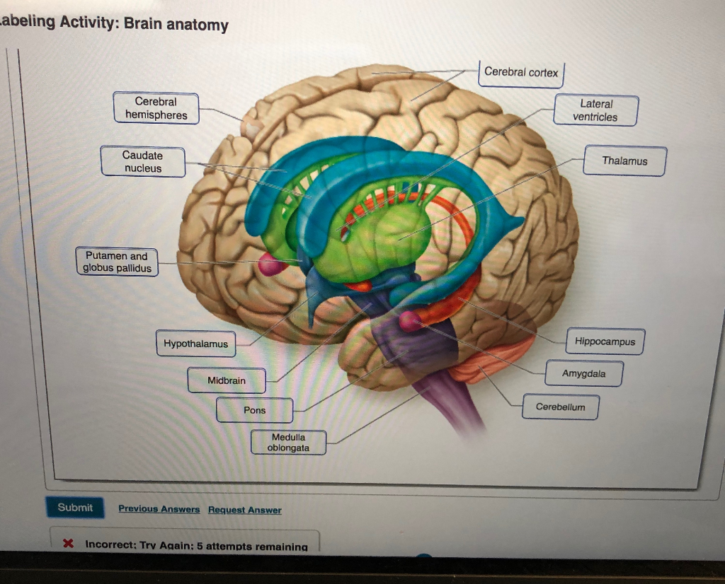 Caudate Nucleus And Thalamus