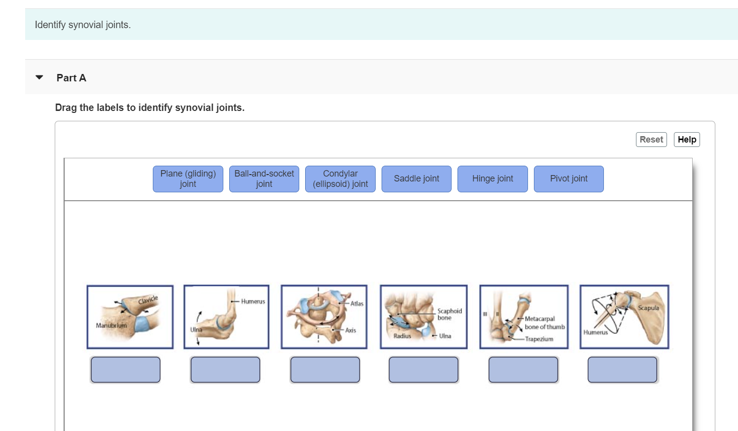 Solved Identify synovial joints. Part A Drag the labels to