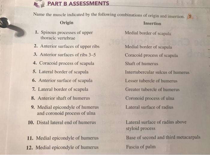 Solved PART B ASSESSMENTS Name The Muscle Indicated By The | Chegg.com