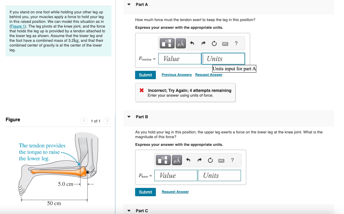 Solved If you stand on one foot while holding your other leg | Chegg.com