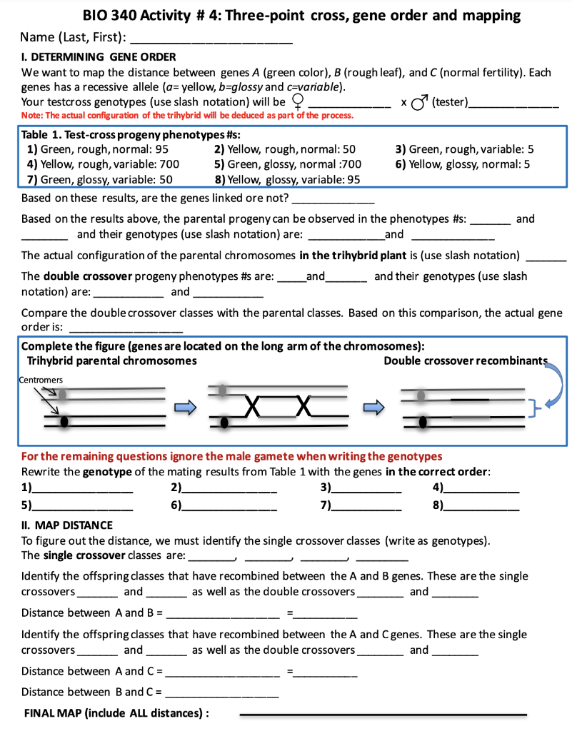 Solved Bio 340 Activity 4 Three Point Cross Gene Order Chegg Com