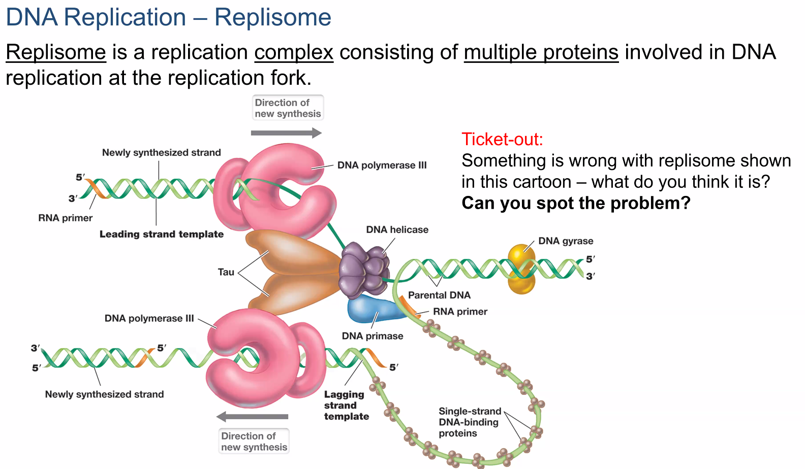 Solved Dna Replication Replisome Replisome Is A