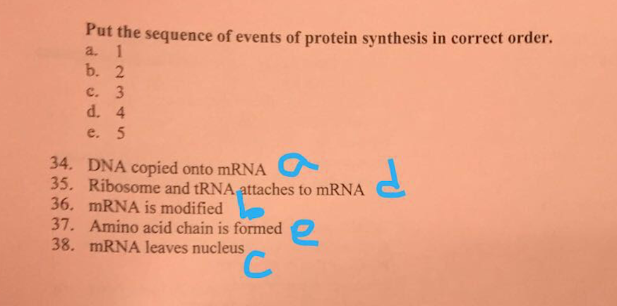 solved-put-the-sequence-of-events-of-protein-synthesis-in-chegg