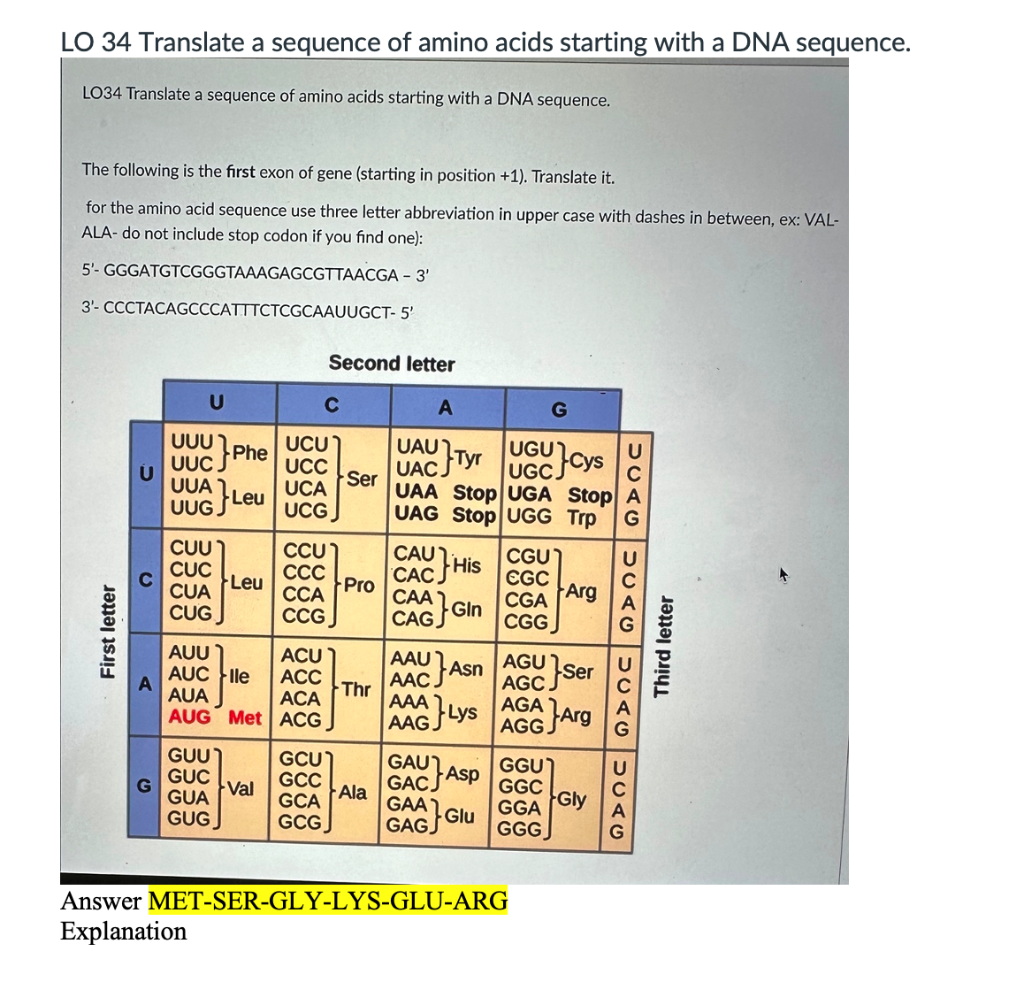 Solved LO 34 Translate a sequence of amino acids starting