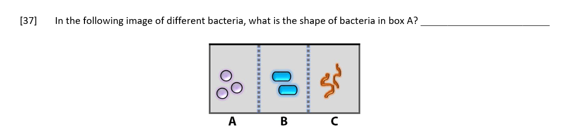 Solved 37] In the following image of different bacteria, | Chegg.com