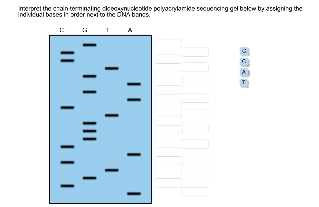 Solved Interpret the chain-terminating dideoxynucleotide | Chegg.com