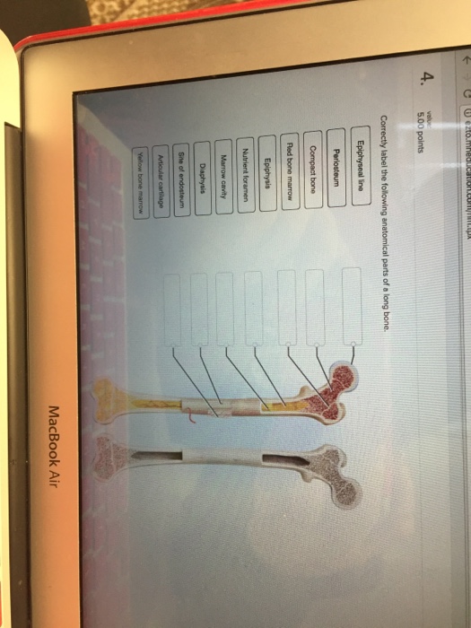 Solved Correctly Label The Following Anatomical Parts Of A | Chegg.com