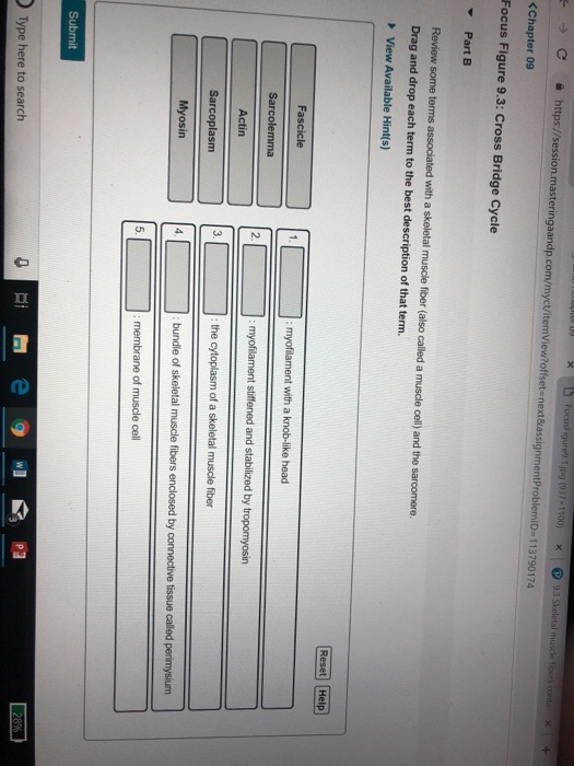 Solved Figure 9.3: Cross Bridge Cycle Z disc (Z line) M line | Chegg.com