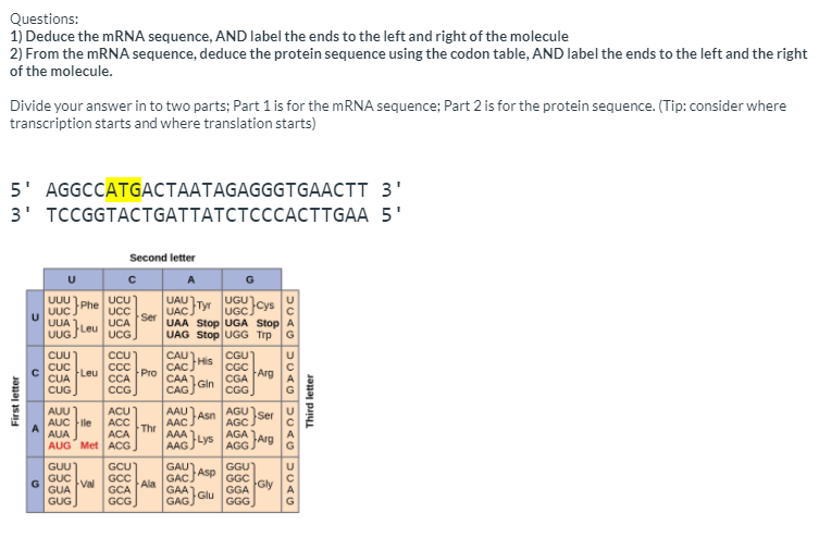Solved Questions: 1) Deduce the mRNA sequence, AND label the | Chegg.com