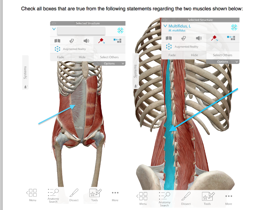 Local stabilizer online muscles