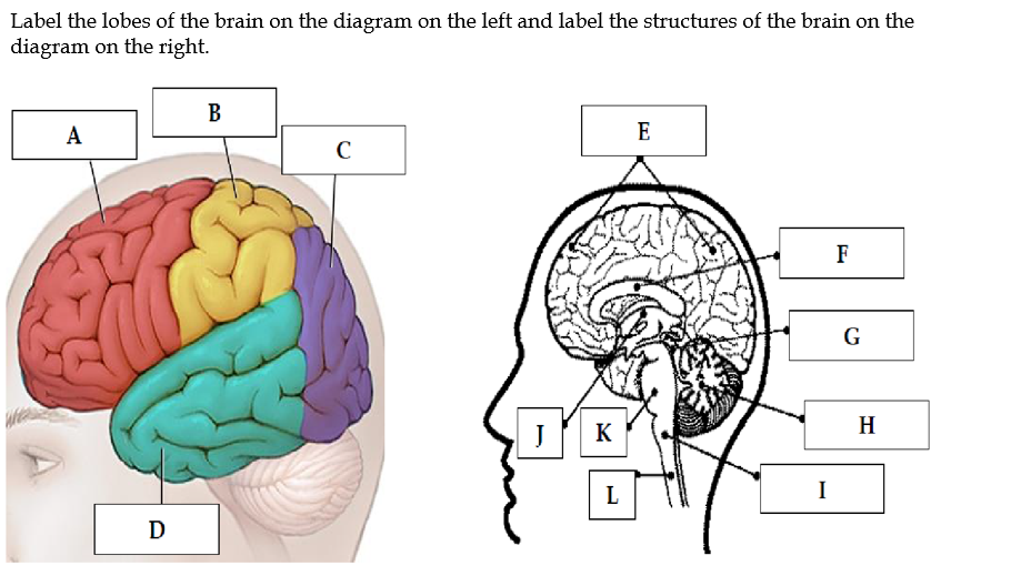 lobes of the brain diagram