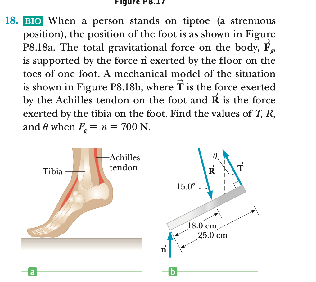 Solved Figure 18. BIO When A Person Stands On Tiptoe (a | Chegg.com