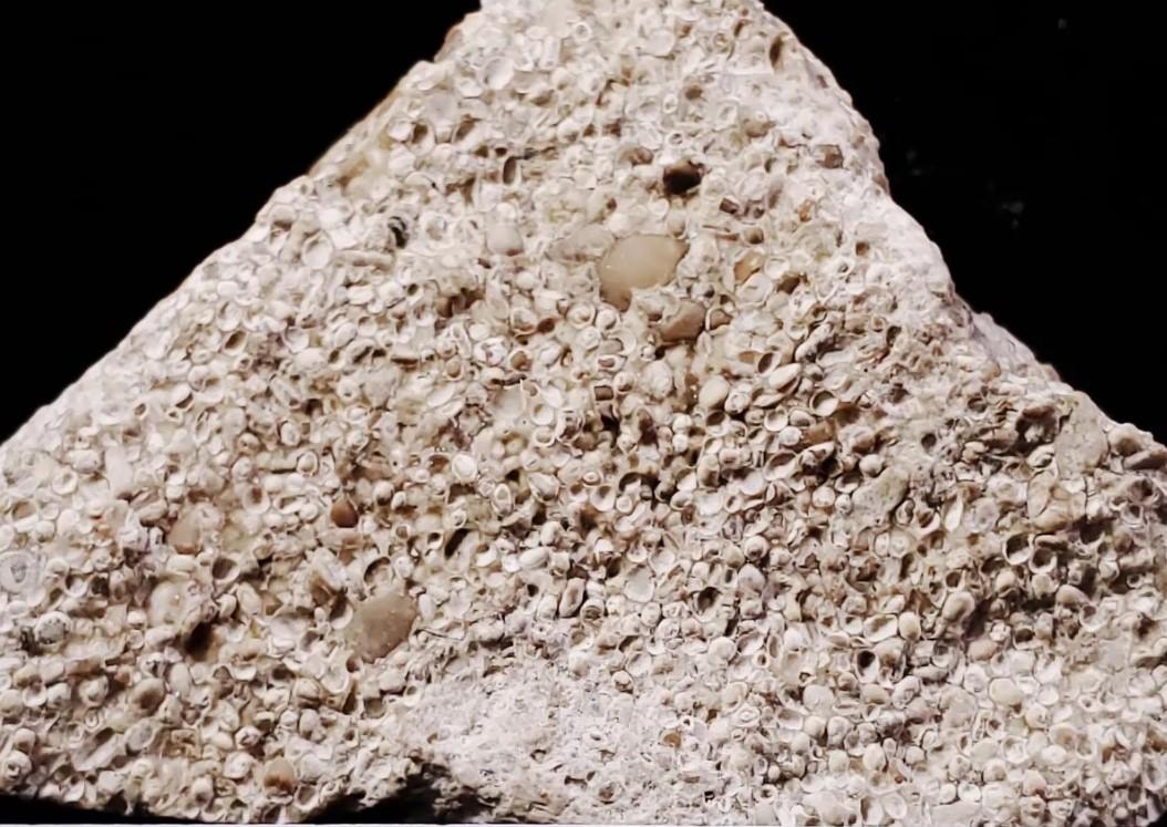 Solved SEDIMENTARY ROCKS WORKSHEET Does matrix fizz in acid?