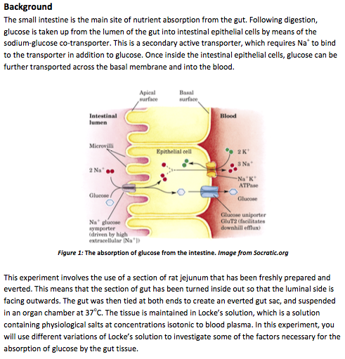 solved-background-the-small-intestine-is-the-main-site-of-chegg