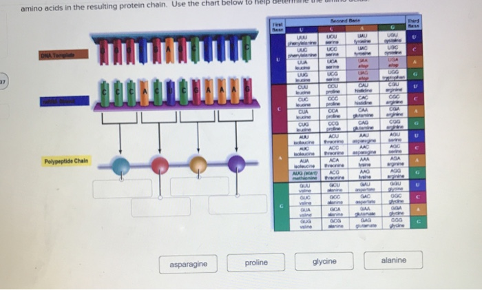 Solved Use the chart below to help del amino acids in the | Chegg.com