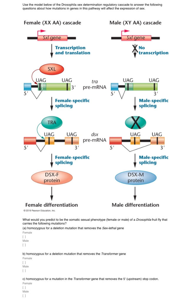 Solved Use The Model Below Of The Drosophila Sex Determin