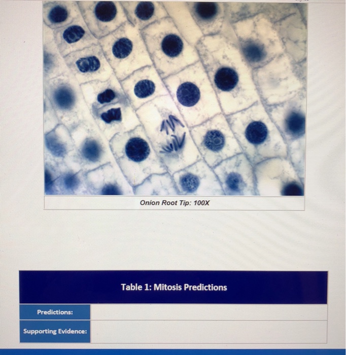 Solved Onion Root Tip: 100X Table 1: Mitosis Predictions | Chegg.com