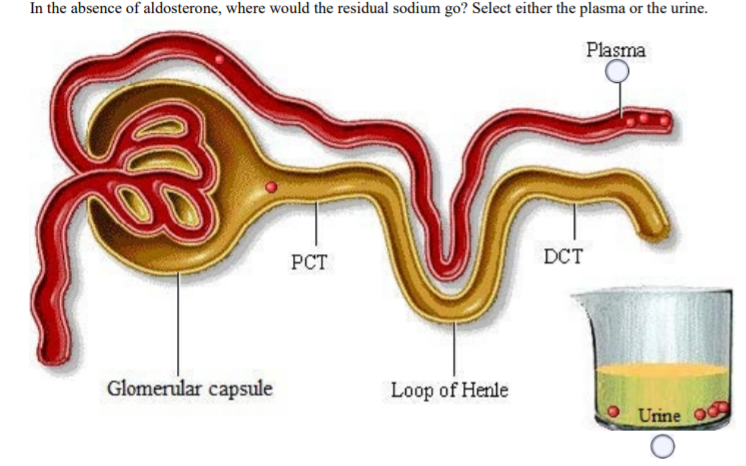 Solved One of the functions of the kidneys is to fine-tune