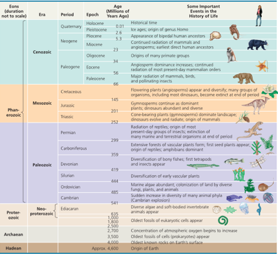 Solved Eons (duration not to scale) Phan- erozoic Age Some | Chegg.com