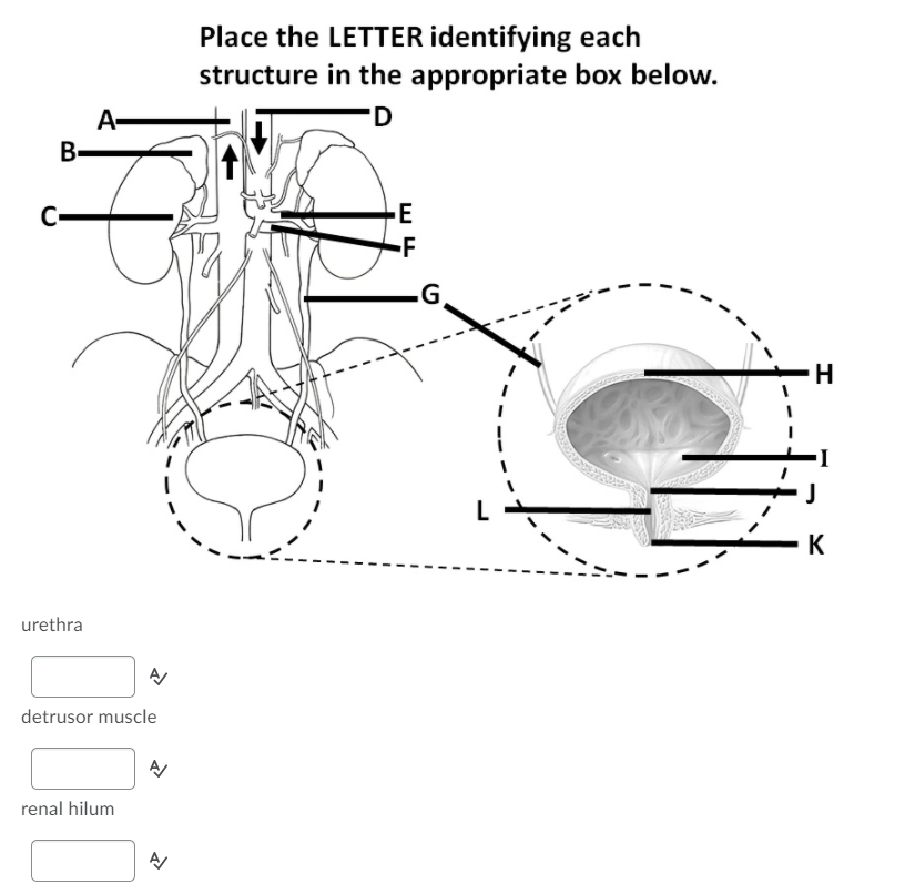 Solved 31 Place the LETTER identifying each structure in the | Chegg.com