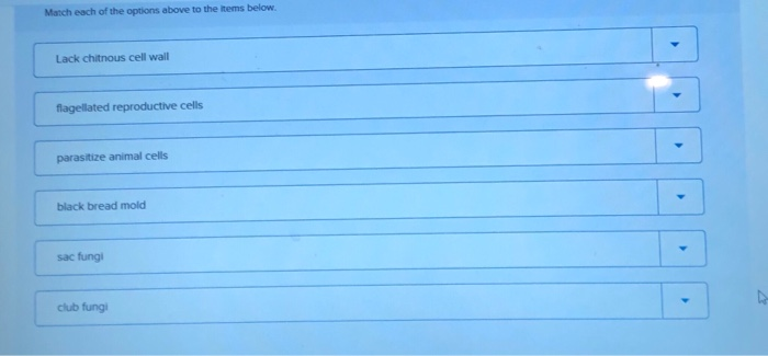 Solved Match each fungal group with an identifying | Chegg.com