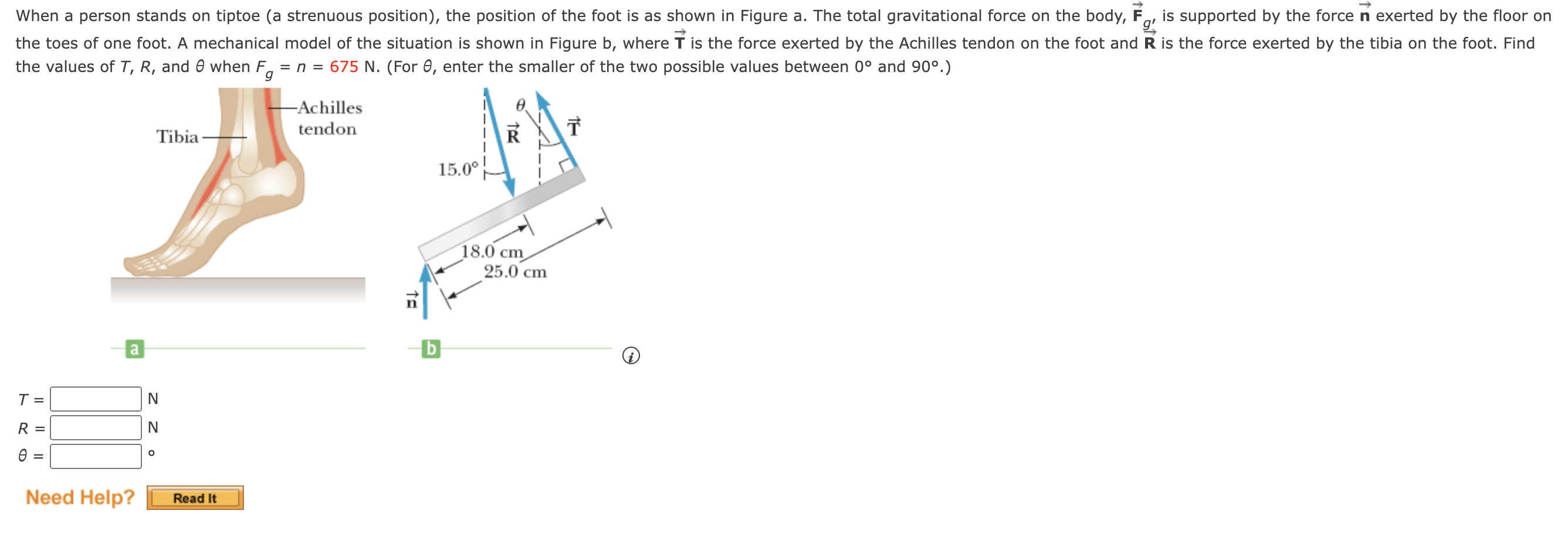 Solved When a person stands on tiptoe (a strenuous | Chegg.com