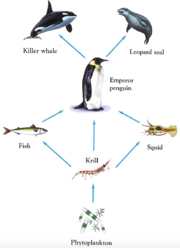 penguin eating krill