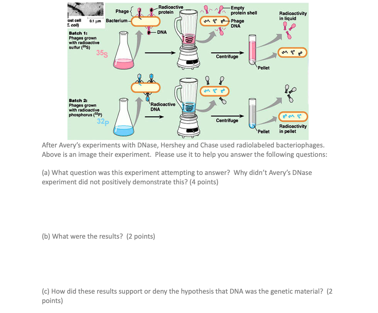 bacteriophage experiment with radioactive proteins and dna