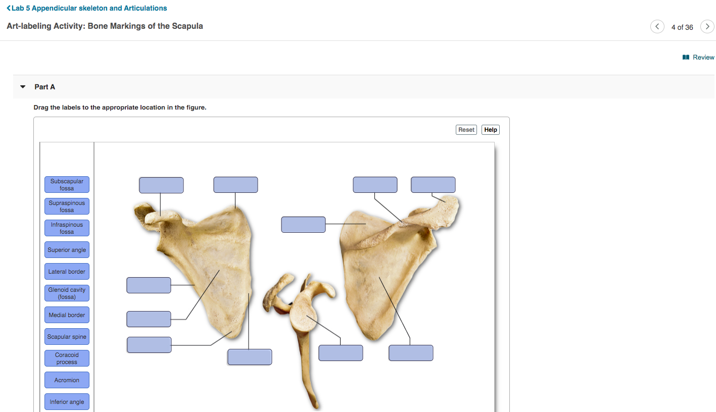 Solved Supraspinous fossa Infraspinous fossa Superior angle