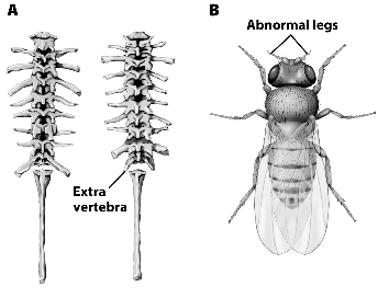 The characteristics identified in the figure below | Chegg.com