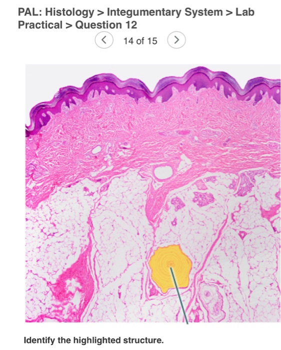 Integumentary System Histology