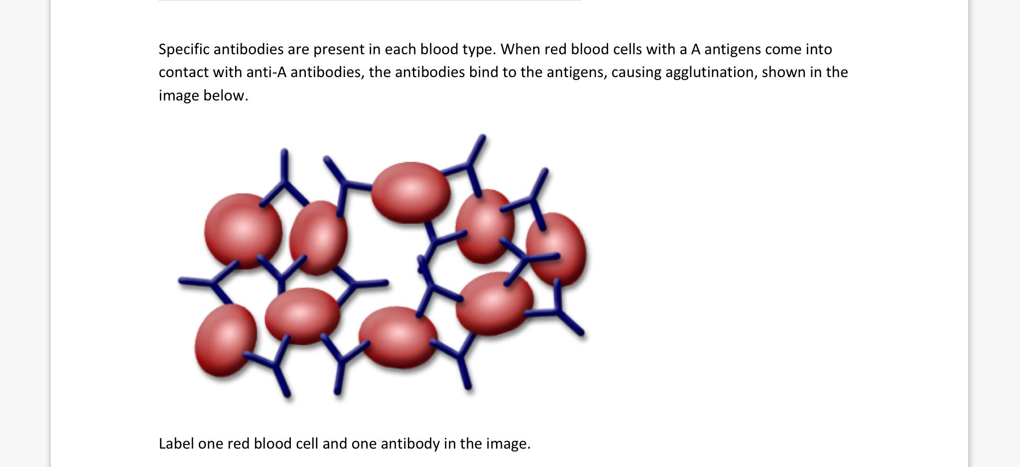 Figure 2 from Towards a detailed understanding of the red blood cell  storage lesion : and its consequences for in vivo survival following  transfusion | Semantic Scholar, image size:2048x939