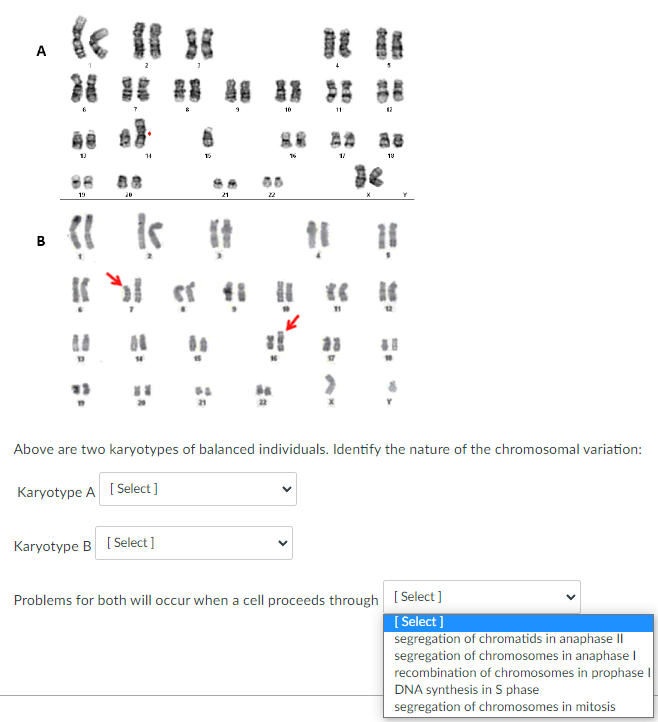 Solved Above Are Two Karyotypes Of Balanced Individuals. | Chegg.com