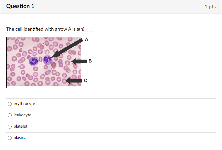 Solved Question 1 1 Pts The Cell Identified With Arrow A Is | Chegg.com