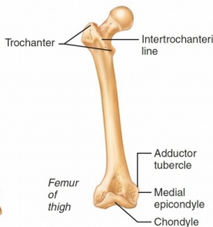 bone markings tuberosity