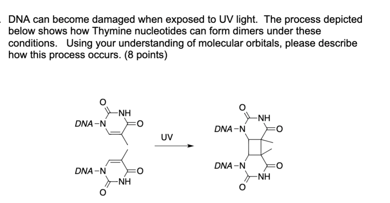Solved DNA can become damaged when exposed to UV light. The | Chegg.com