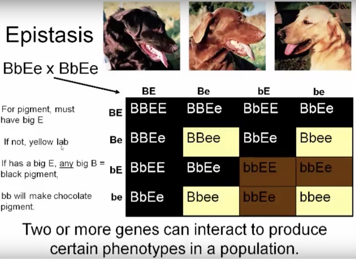 Solved EpistasiS BbEe x BbEe BE Be bE be BBEE BBEe BbEE BbEe | Chegg.com