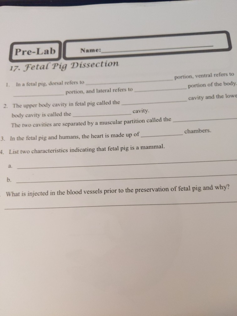 Solved Pre Lab 17 Fetal Pig Dissection Portion Ventral Chegg solved-pre-lab-17-fetal-pig-dissection-portion-ventral-chegg