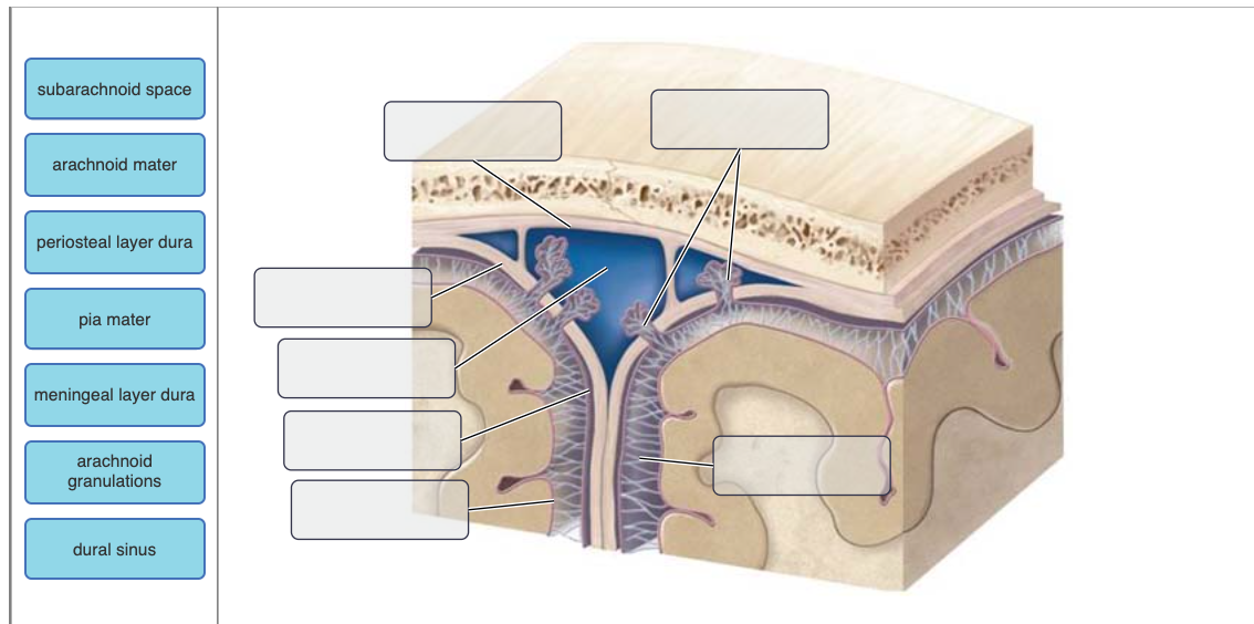 Solved subarachnoid space arachnoid mater periosteal layer | Chegg.com