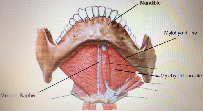 Median Raphe Of Pharynx