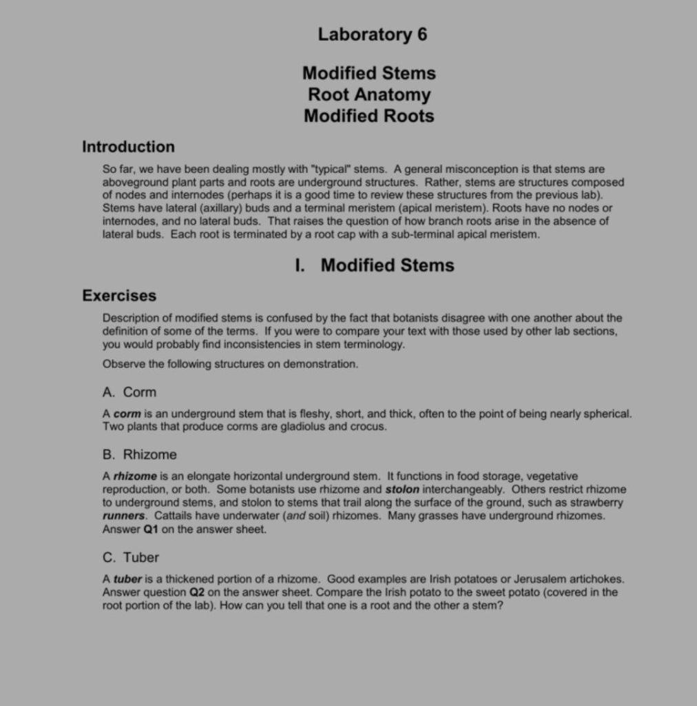 Solved Laboratory 6 Modified Stems Root Anatomy Modified | Chegg.com