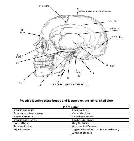 Solved 1. Suture 2. stare between parietal bones bonu 3. | Chegg.com