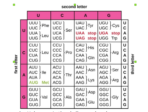 Solved 5' - AUG-UUG-AUA-CUU-ACA-3' }cys UGC UUC Phe UUG} | Chegg.com