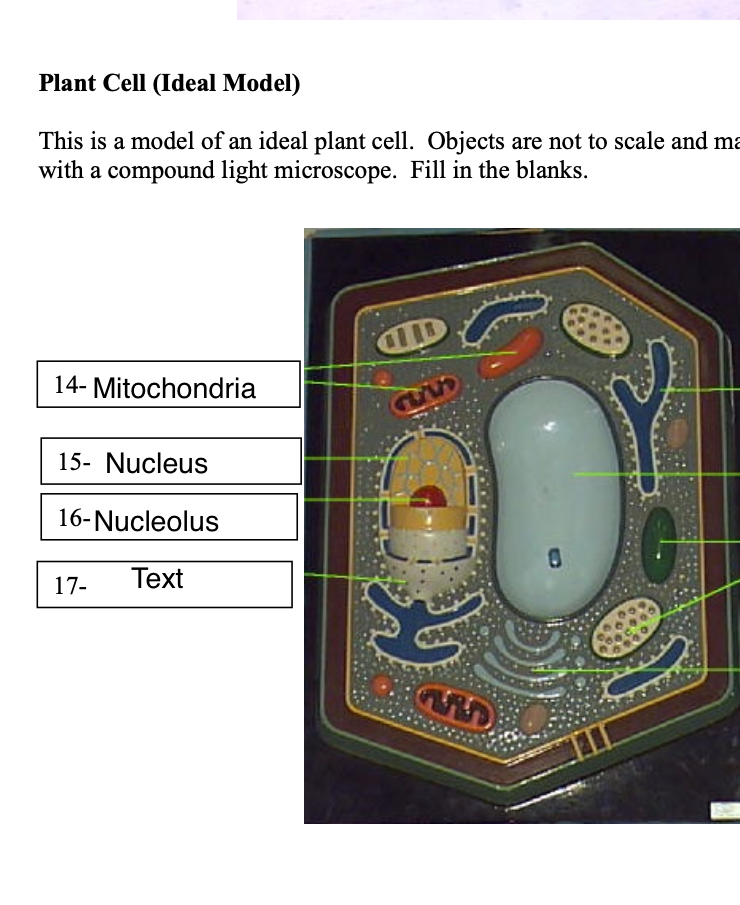 Solved Plant Cell (Ideal Model) This is a model of an ideal | Chegg.com