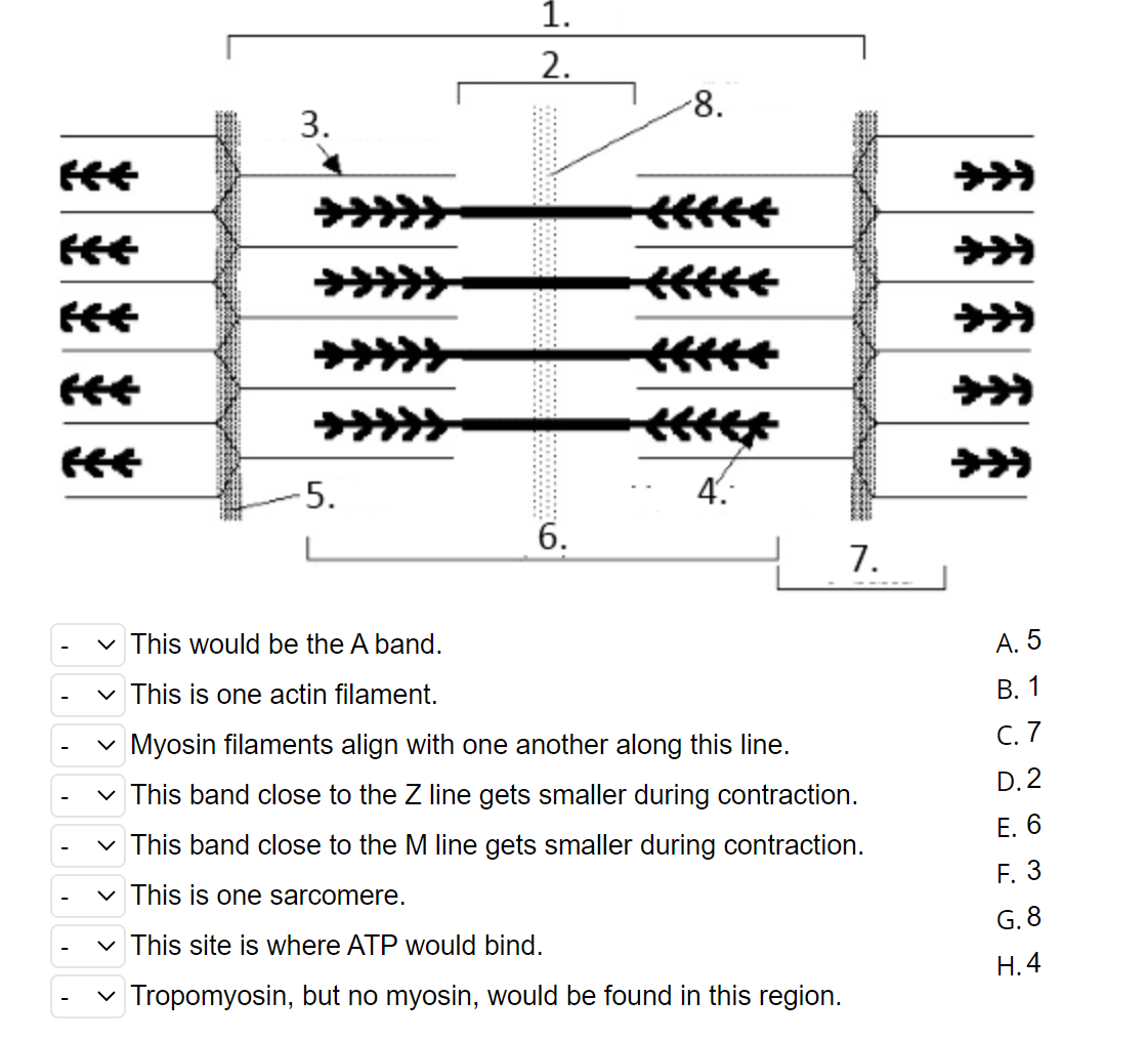 Solved 1 2 8 3 H 5 4 6 7 A 5 This Would Chegg