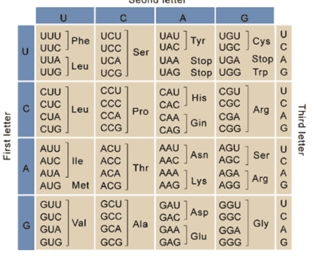 Solved Асс UUG AGA UUA AGG AGU GCA CGA CCA UCA ACA GUA GCC