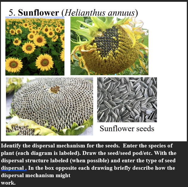 sunflower seedling identification